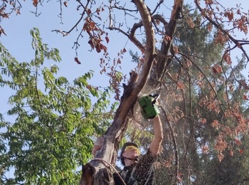 150 тисяч на ландшафтні послуги – міф чи реальність? Історія успіху студента спеціальності 